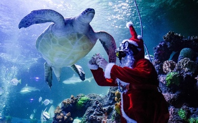 もうクリスマス？ 独水族館でサンタクロースが餌やり