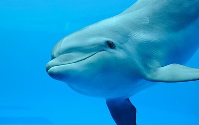 【京都水族館】ハンドウイルカ「テン」妊娠のお知らせ
