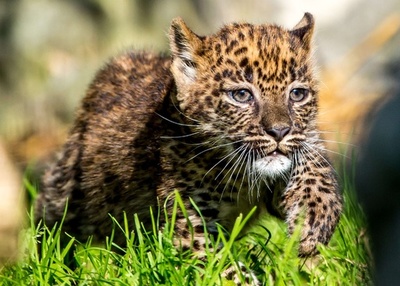 生後2か月、スリランカヒョウのきょうだい