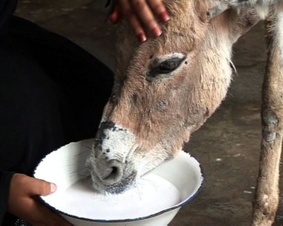 【動画】ケニア・ラム島の観光業復興に、ロバが貢献