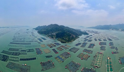 中国福建省のマダイ漁が最盛期 スマートX線装置が刺身の「骨取り」担当