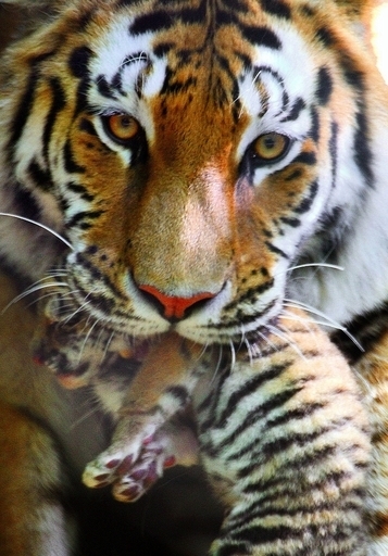 息子にかみつき｢リベンジ｣した母に禁固刑、英国