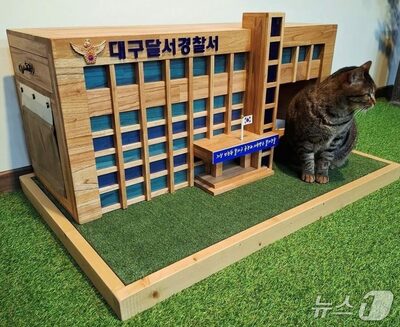 韓国・警察署に“猫の家”設置…野良猫対策、共生モデルが注目