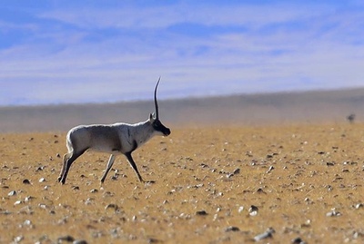 無人の荒野で迷い50日、草の根食べて生還 チベット自治区・チャンタン