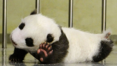 母親との絆強まる赤ちゃんパンダ 台湾・台北市立動物園