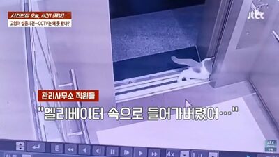 韓国・1階エレベーターの「わずかな隙間」から転落…31時間後、重傷で見つかった愛猫