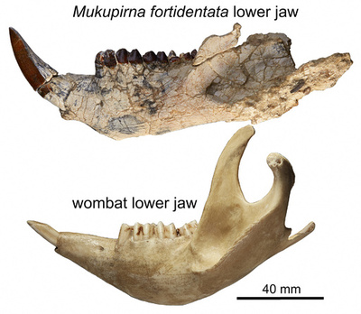 歯に特徴のウォンバットの先祖発見、2500万年前の豪に生息