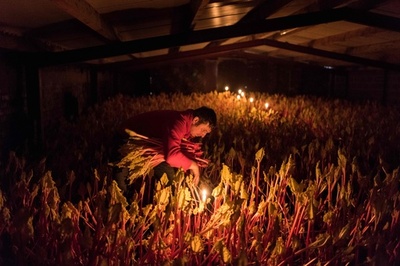 ルバーブ農家、英国料理の革新で需要増