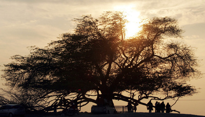 車が道路から飛び出し木の上に…運転手の女性を6日後に保護 米