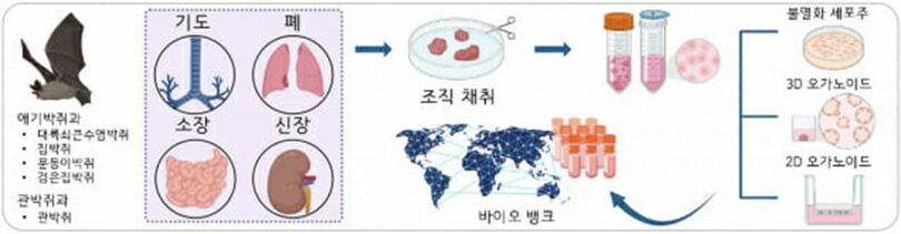 IBSが構築した多種・多組織のコウモリオルガノイドプラットフォームの説明図＝IBSなど(c)KOREA WAVE