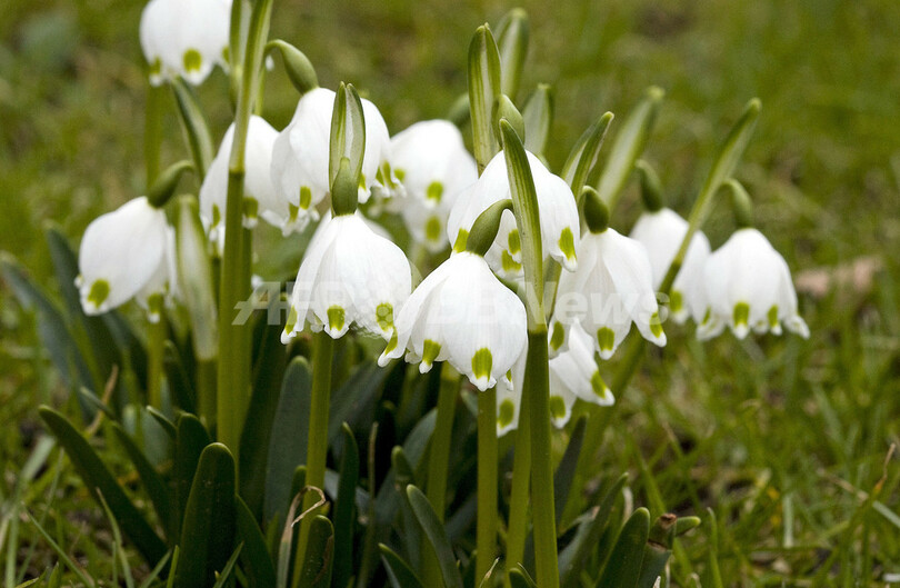 春を知らせる花 スノードロップ オランダ 写真1枚 国際ニュース Afpbb News
