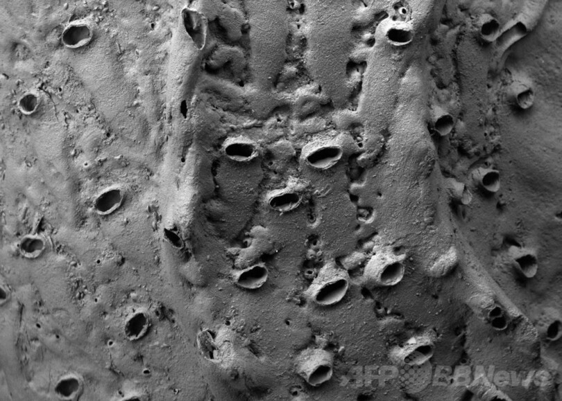 極小の「生きた化石」、ニュージーランド沖で発見