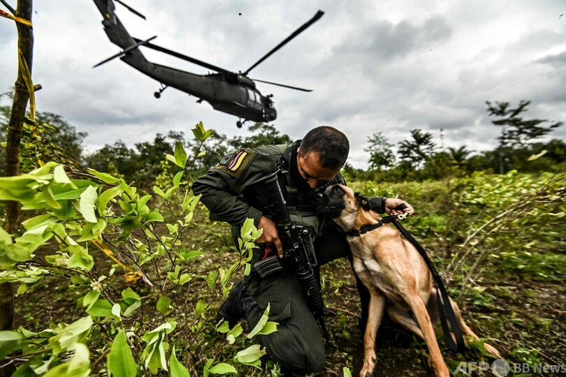 世界最大のコカイン生産国コロンビア コカ駆除で新記録 写真19枚 国際ニュース Afpbb News