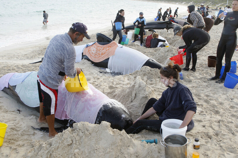 救出されたクジラ、浅瀬に舞戻る オーストラリア南西部