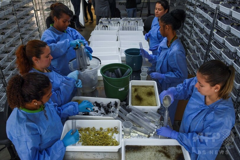 デング熱対策に有効な細菌感染させた蚊を大量放出 ブラジル