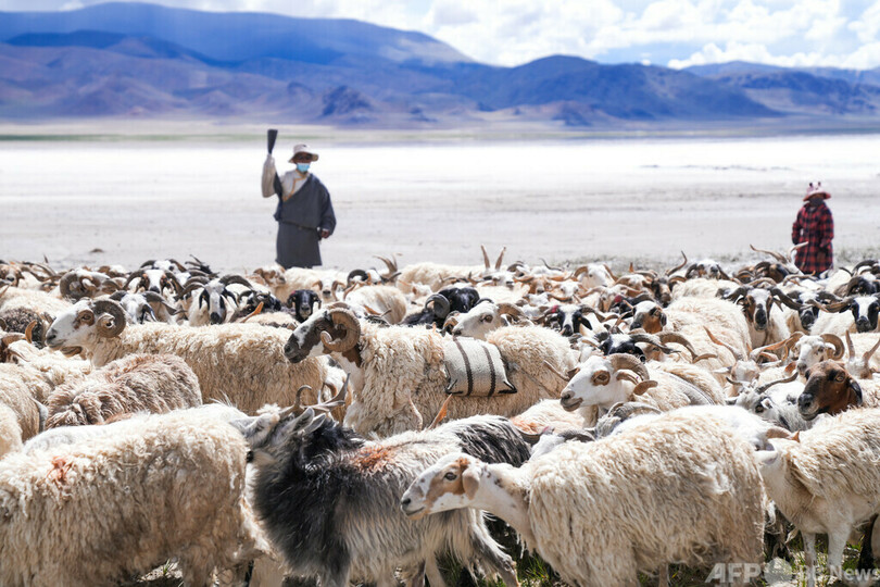 チベット千年の「塩羊古道」、観光資源として新たな活力