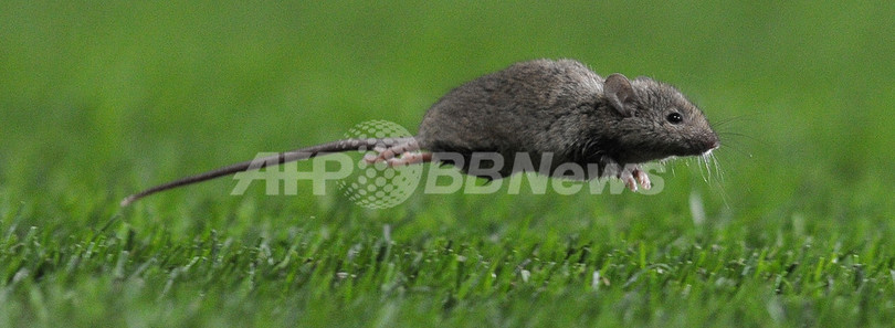 操縦席にネズミで離陸できず、ネパール航空 操縦席にネズミで離陸できず、ネパール航空