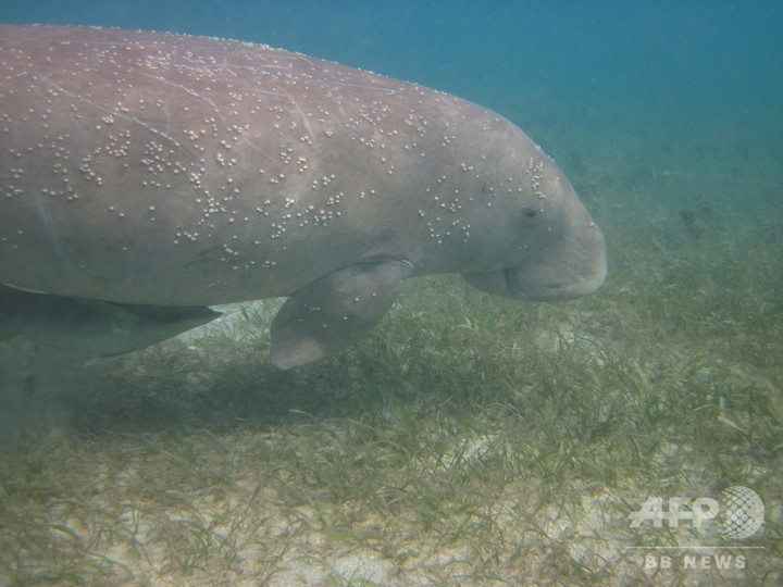 写真特集 希少動物ジュゴン 個体数減の絶滅危惧種 写真10枚 国際ニュース Afpbb News