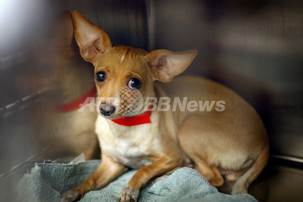 台湾に「動物がん」研究センター、アジア初 台湾に「動物がん」研究センター、アジア初