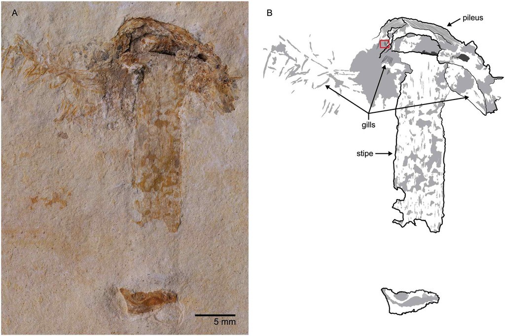 1億1500万年前のキノコの化石、ブラジルで発見 1億1500万年前のキノコの化石、ブラジルで発見