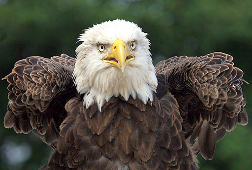 米国鳥ハクトウワシ、絶滅危惧種から外される 写真11枚 国際ニュース