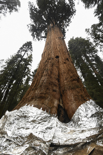 山火事でジャイアントセコイア3600本被害 米加州 写真9枚 国際ニュース：AFPBB News