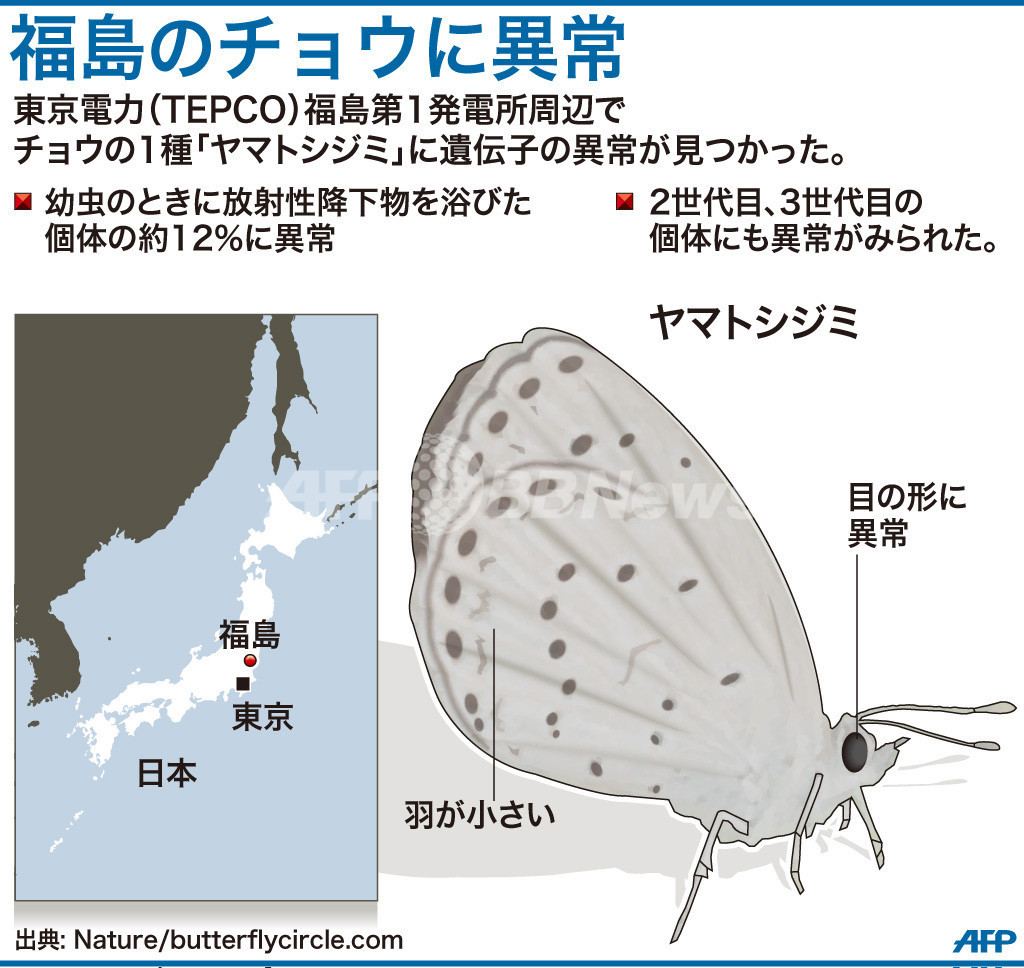 原発周辺のチョウ、羽や目に異常 原発周辺のチョウ、羽や目に異常
