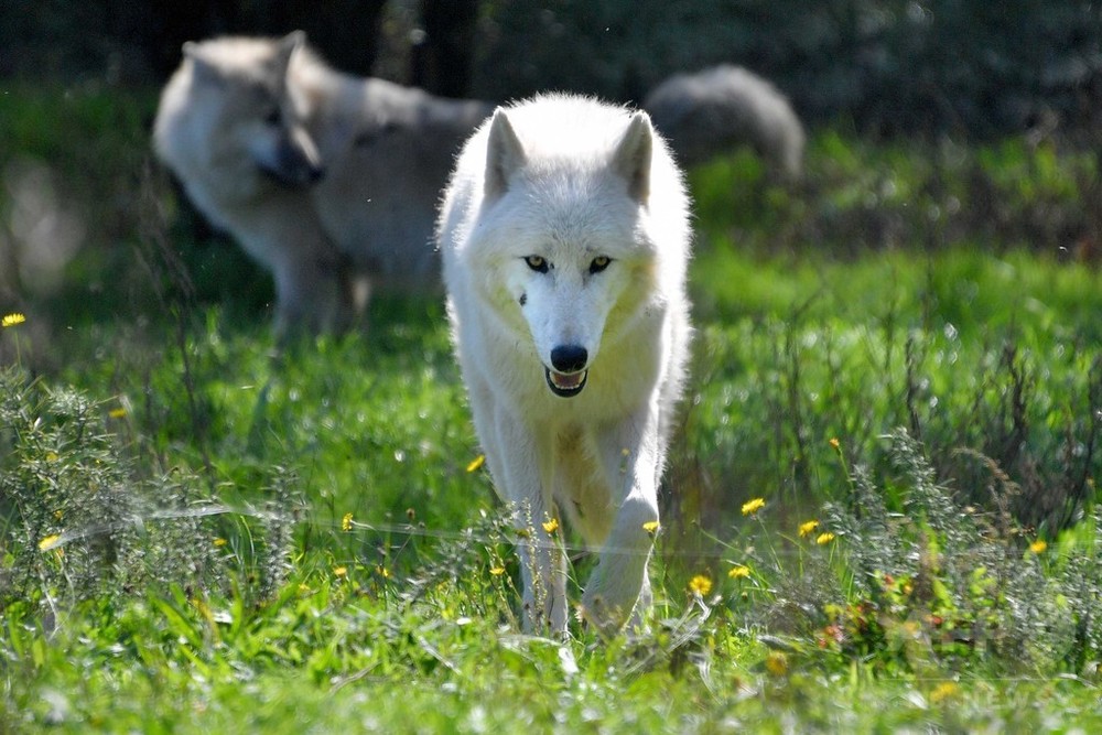 オオカミを引き付け人を遠ざける血液中の成分 研究で発見 写真1枚 国際ニュース Afpbb News