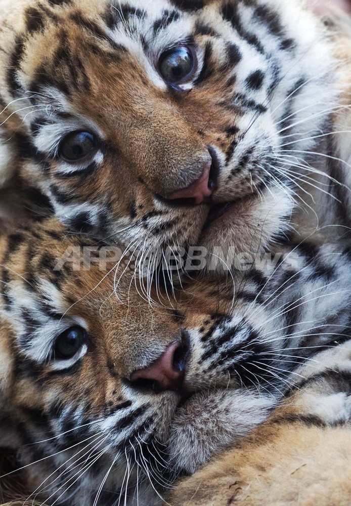 よろしくね、生後2か月の赤ちゃんトラ初お披露目 独 写真4枚 国際