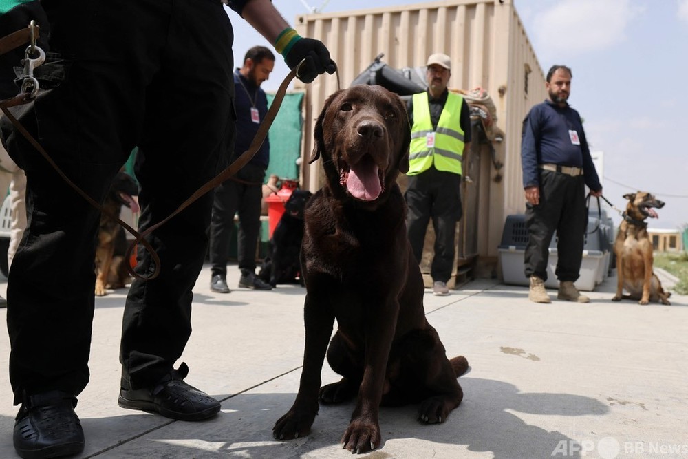 アフガン空港に取り残された犬たち 新たな任務へ 写真10枚 国際ニュース Afpbb News