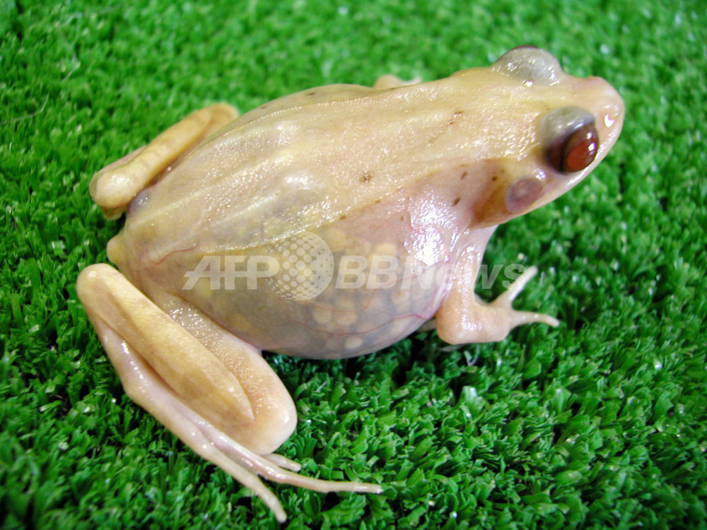 広島大 内臓が見える 透明カエル を作り出すことに成功 写真4枚 国際ニュース Afpbb News