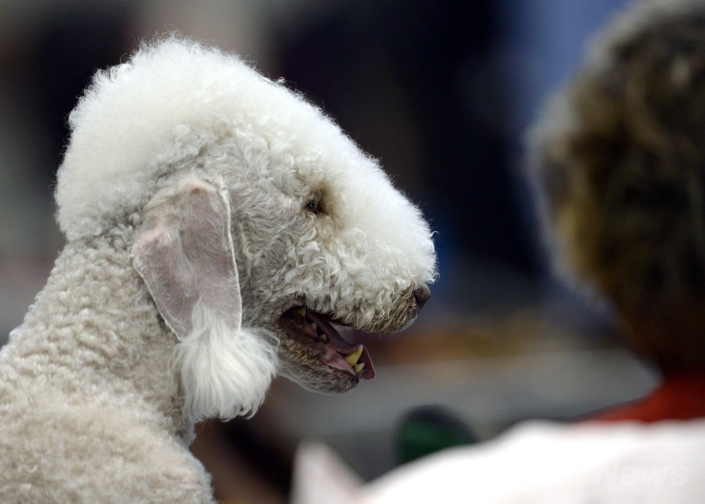 おめかしして準備万端、ドイツのドッグショー