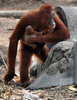 インドネシア・中ジャワ（Central Java）州ソロ（Solo）のタル・ジュラグ動物園（Taru Jurug Zoo）で、9月26日に出産したばかりの赤ちゃんを抱くオランウータンのトーリ（Tori、2012年9月28日撮影）。(c)AFP/Anwar MUSTAFA