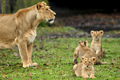 2007年12月13日、ベルギーのメッヘレン（Mechelen）にあるプランケンデール動物公園（Planckendael Zoo）でお披露目されたインドライオンの赤ちゃんとその母親。(c)AFP/DIRK WAEM