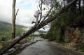 ハイチの首都ポルトープランス（Port-au Prince）で、熱帯暴風雨ハンナ（Hanna）の被害を受けた樹木や電柱（2008年9月3日撮影）。(c)AFP/Thony Belizaire