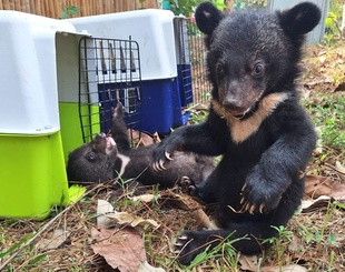 民家からクマの赤ちゃん16頭保護 ラオス