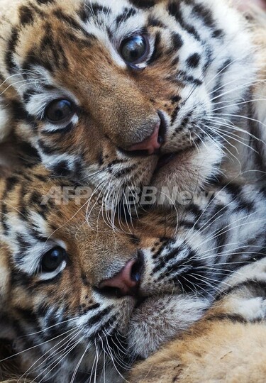 よろしくね、生後2か月の赤ちゃんトラ初お披露目 独 写真4枚 国際