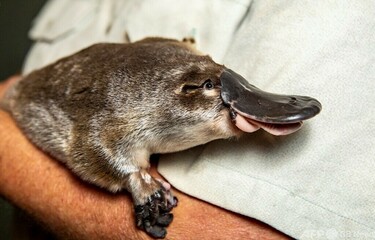 カモノハシ、大型の堰越えられず危機的状況に 論文 写真2枚 国際