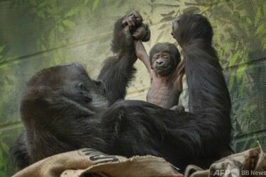 希少種のゴリラの赤ちゃん誕生 英ロンドン動物園 写真1枚 国際ニュース