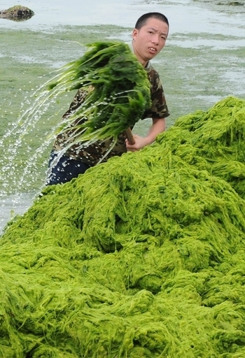 200平方キロの藻、中国・山東省の海岸に迫る