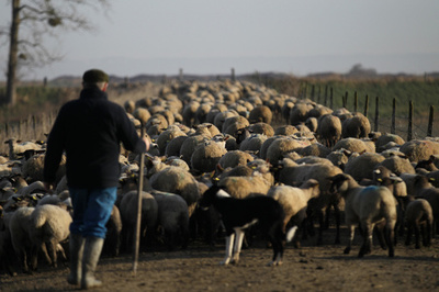 ヒグマに追われ？ ヒツジ209頭、渓谷に転落して死ぬ ピレネー
