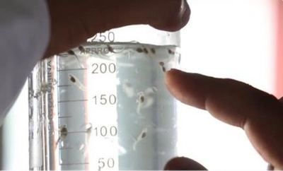 中国のフナチョウザメの人工繁殖生存率が初の60%越え
