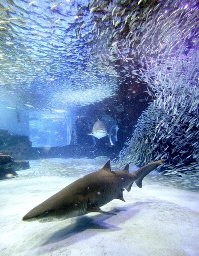 大西洋北東部のサメ、乱獲で絶滅の危機に