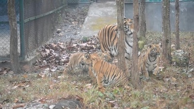 動画：ベンガルトラの3つ子の赤ちゃん公開 インド