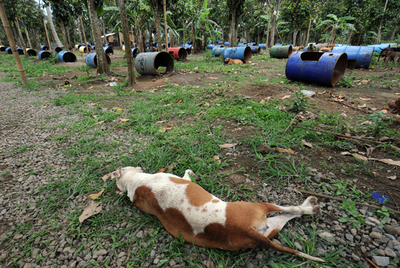 ドラム缶につながれたイヌ200匹超を保護、フィリピンで闘犬賭博摘発