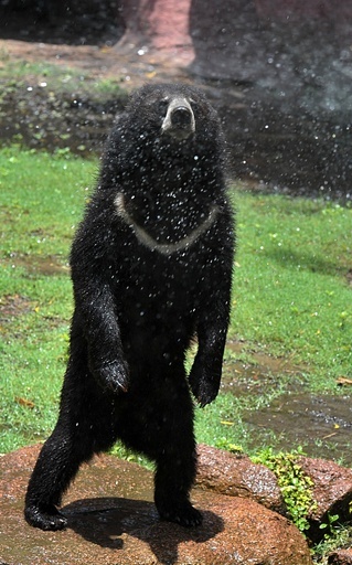 気温40度、暑くてかなわないクマ！ インド南部