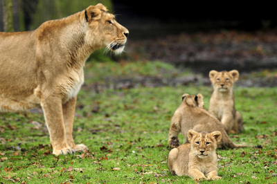 ベルギーの動物園で、インドライオンの赤ちゃんがお披露目
