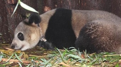 ジャイアントパンダ「張想」野生復帰4年、健康状態は良好