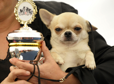 ドイツで「ドッグ・ホースショー」開催、血統書付きの犬など多数集合