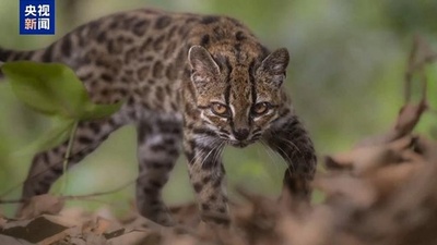 ボリビアのジャングルで100余年ぶりにネコ科の新種発見